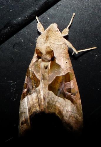 Réf. 44 977 : Phlogophora meticulosa
