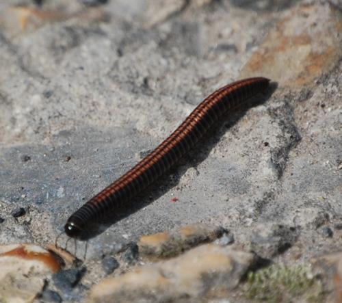 Réf. 44 908 : Ommatoiulus sabulosus