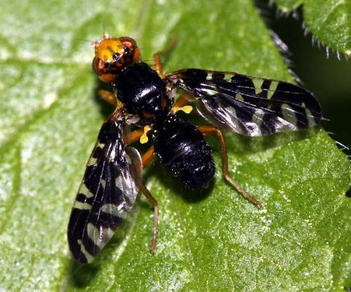 Réf. 44 684 : Platyparea discoidea