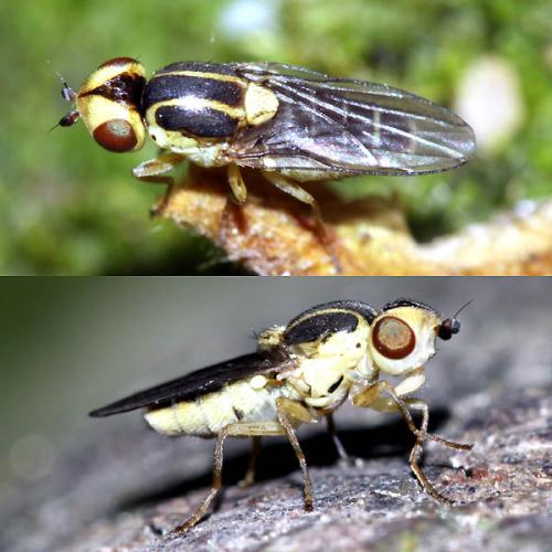 Réf. 44 683 : Thaumatomyia notata