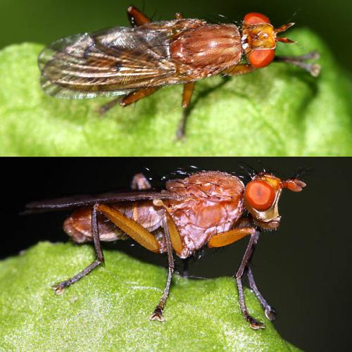 Tetanocera ferruginea