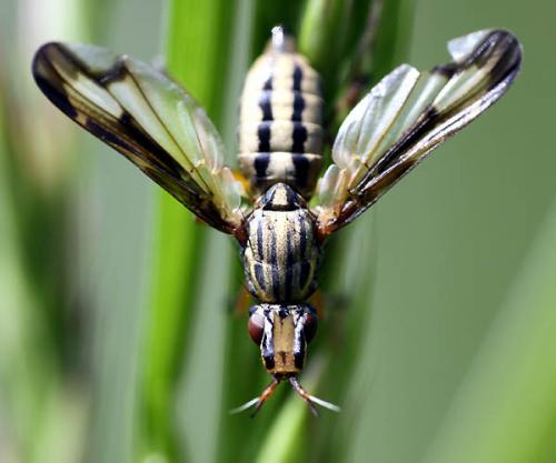 Dorycera grandis