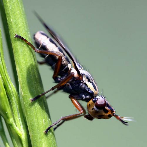Dorycera grandis