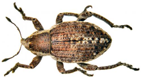 Donus philanthus