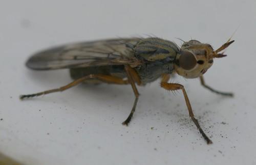 Dorycera sp.