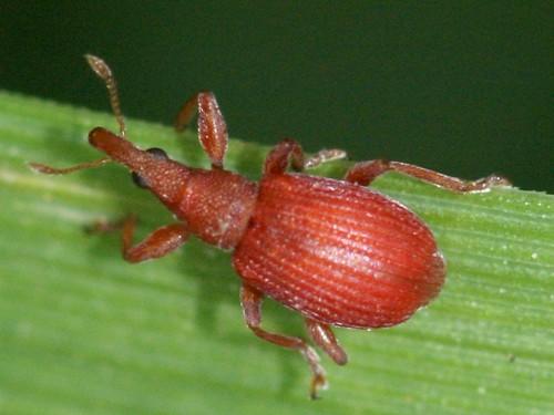 Réf. 44 597 : Apion frumentarium