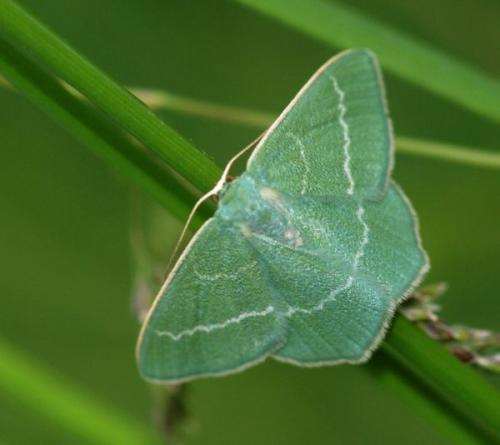 Chlorissa viridata