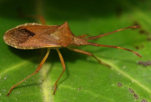 Gonocerus acuteangulatus