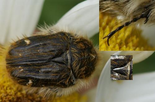 Tropinota squalida
