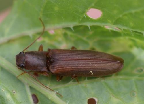 Réf. 44 649 : Athous sp.