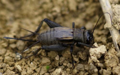 Melanogryllus desertus