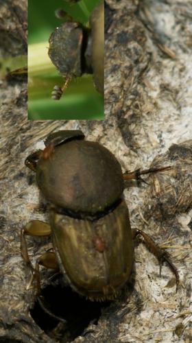 Réf. 44 813 : Euoniticellus fulvus