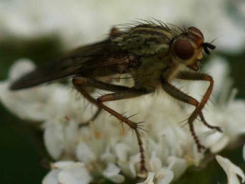 Scathophaga stercoraria