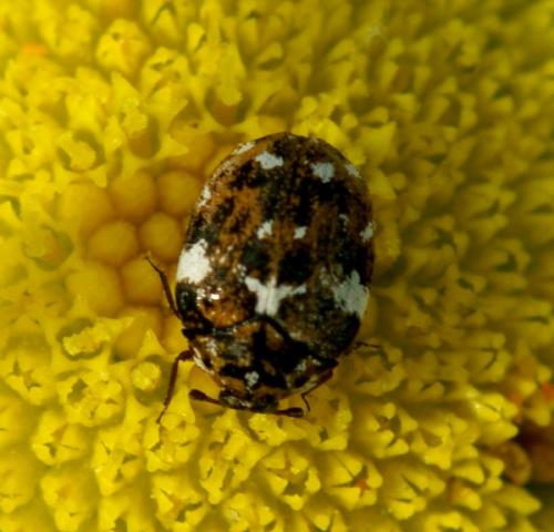 Réf. 44 812 : Anthrenus sp.