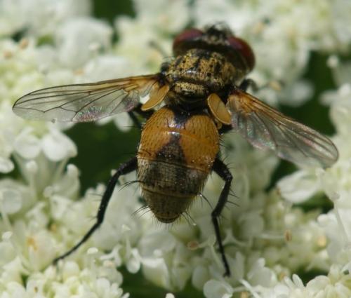 Réf. 44 830 : Eliozeta pellucens