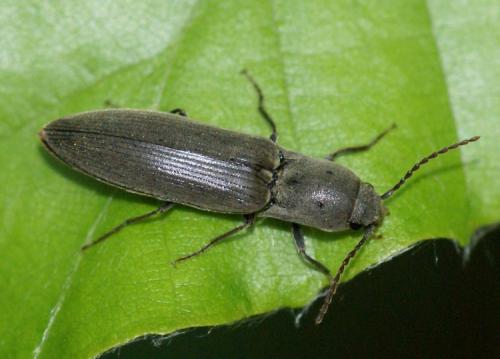 Réf. 44 016 : Agriotes pilosellus