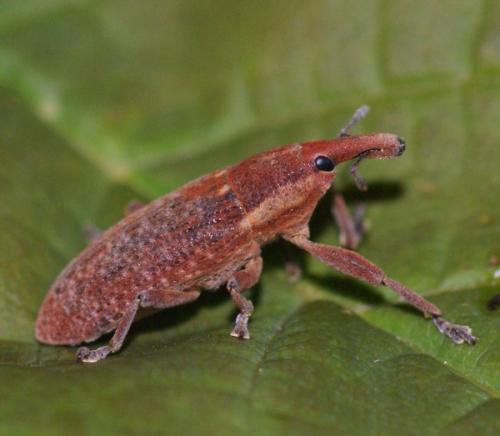 Réf. 44 988 : Lixus punctiventris
