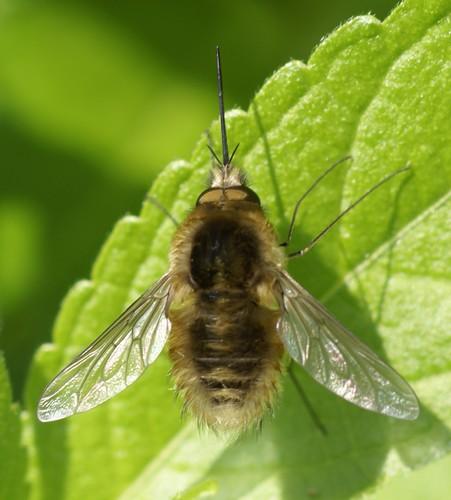 Réf. 44 208 : Bombylius sp.
