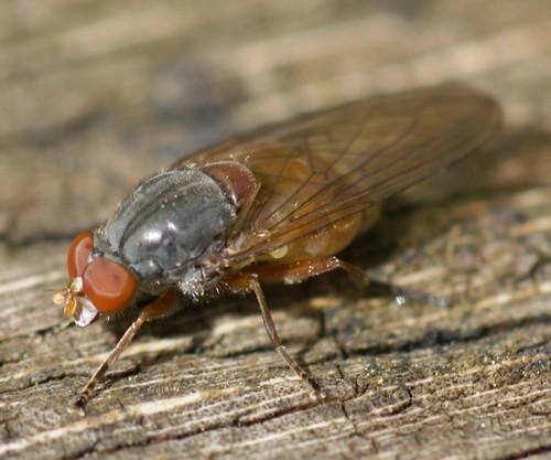 Brachyopa sp.