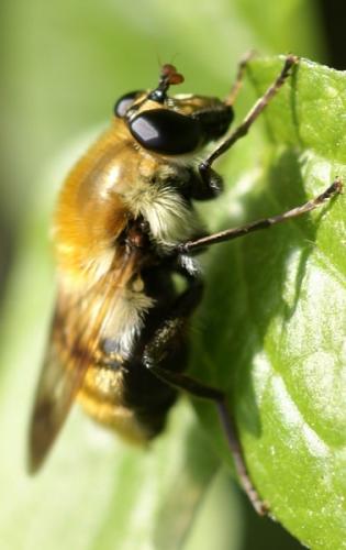 Réf. 44 342 : Criorhina floccosa