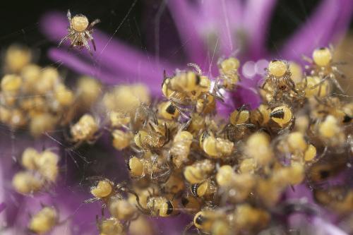 Araneus sp.