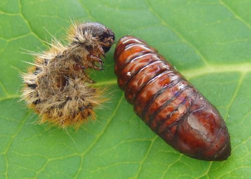 Thaumetopoea pityocampa
