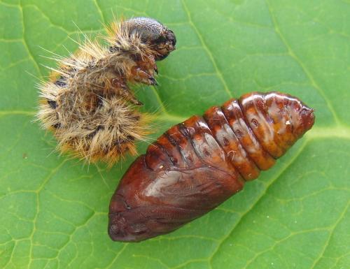 Thaumetopoea pityocampa