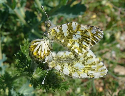 Réf. 44 432 : Euchloe crameri
