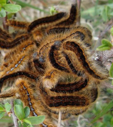 Malacosoma franconica