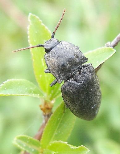 Réf. 44 557 : Agrypnus murinus