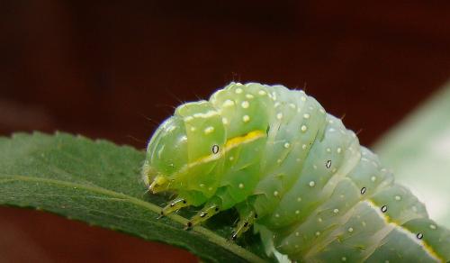Amphipyra pyramidea