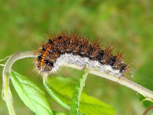 Coscinia striata