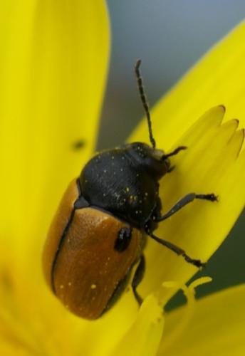 Réf. 44 446 : Cryptocephalus rugicollis
