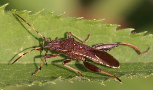 Réf. 44 444 : Camptopus lateralis
