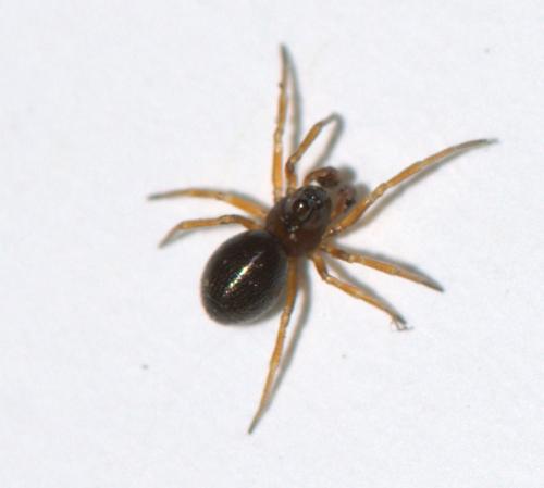 Réf. 44 185 : Hybocoptus corrugis
