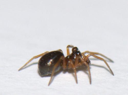 Réf. 44 228 : Hybocoptus corrugis