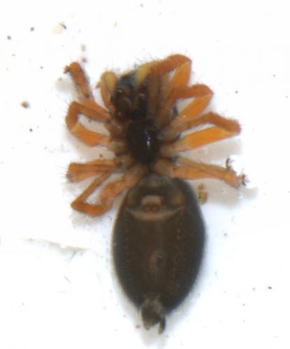 Réf. 44 961 : Chalcoscirtus infimus