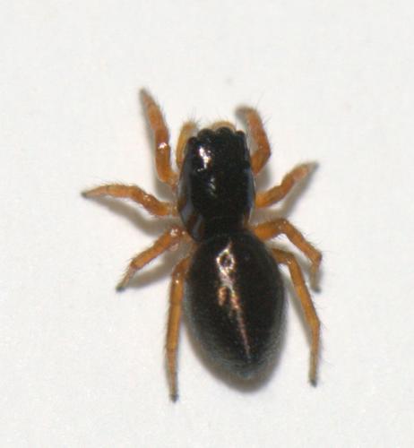 Chalcoscirtus infimus