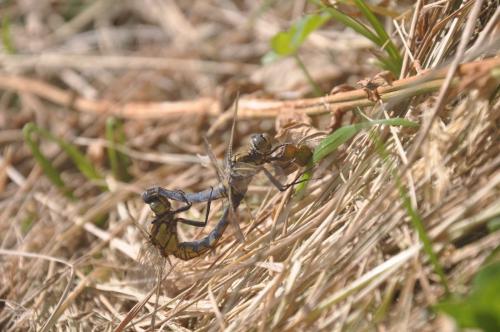 Orthetrum cancellatum