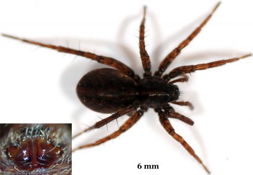 Réf. 44 015 : Pardosa pullata