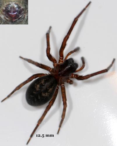 Amaurobius ferox