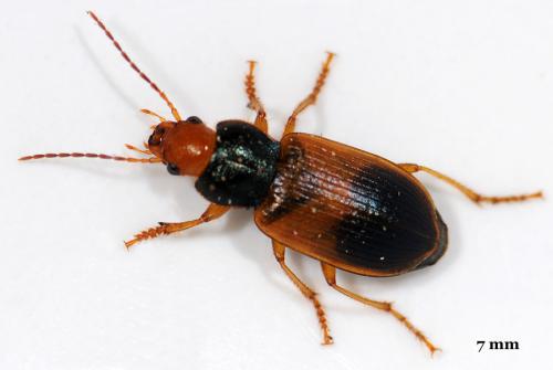 Réf. 44 031 : Diachromus germanus