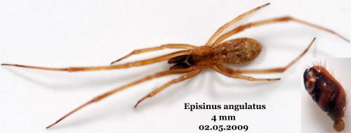 Episinus angulatus