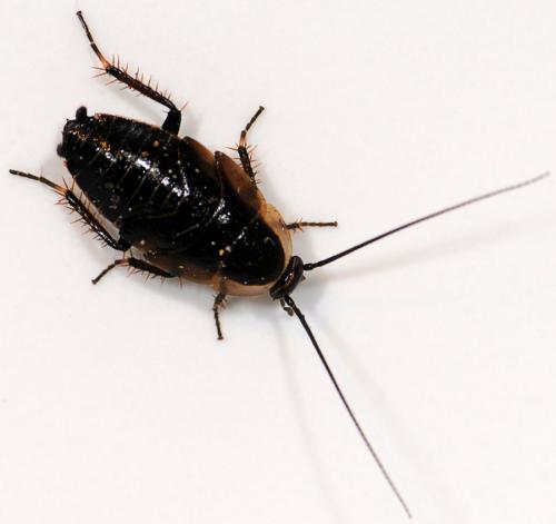 Ectobius sylvestris
