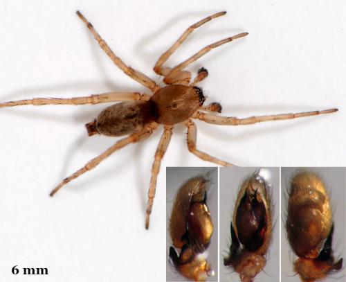 Clubiona reclusa
