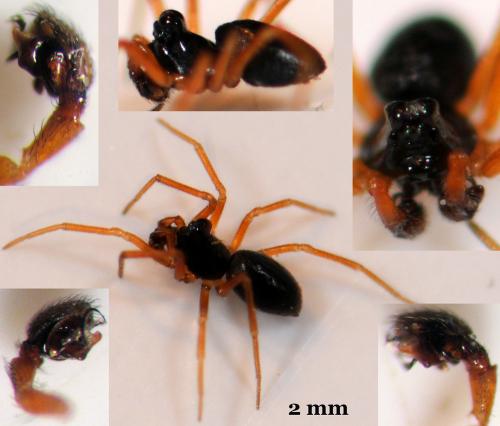 Dismodicus bifrons