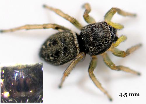 Heliophanus flavipes