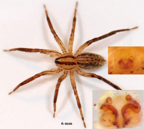 Zora spinimana