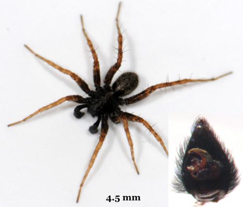 Pardosa lugubris