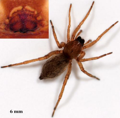 Clubiona subsultans